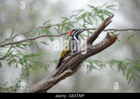 Psephotus Schwarzspecht Stockfoto