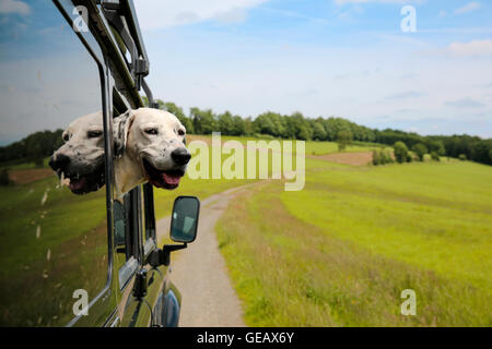 Blick aus Fenster von Geländewagen Mischling Stockfoto