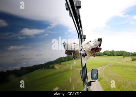 Blick aus Fenster von Geländewagen Mischling Stockfoto