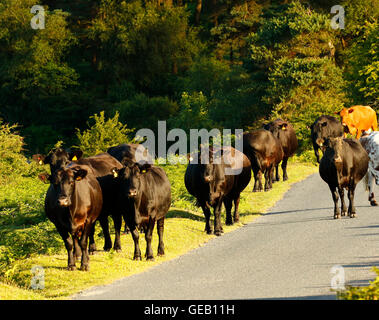 Glückliche Herde Kühe in der Dartmoor-Landschaft genießen die Freiheit des Landlebens Stockfoto