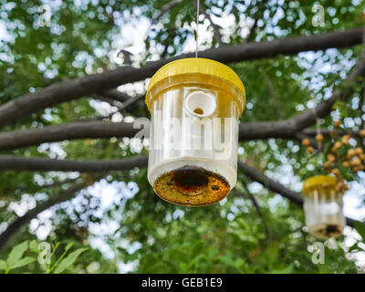 Ökologische Fliege und Insektenfalle. Stockfoto