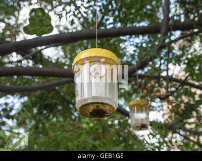 Ökologische Fliege und Insektenfalle. Stockfoto