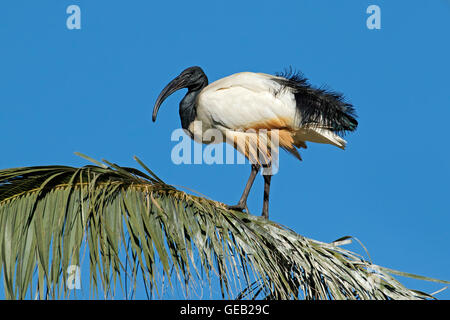 Afrikanische Sacred Ibis (Threskiornis Aethiopicus) sitzen in einer Palme, Südafrika Stockfoto