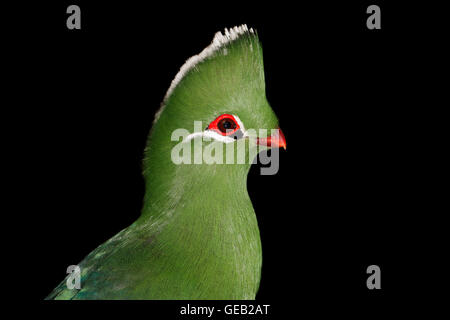 Porträt von einem bunten Knysna Turaco (Tauraco Corythaix) auf schwarz, Südafrika Stockfoto