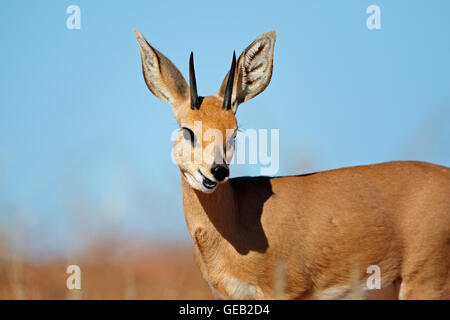 Porträt eines männlichen Steinböckchen Antilopen (Raphicerus Campestris), Südafrika Stockfoto