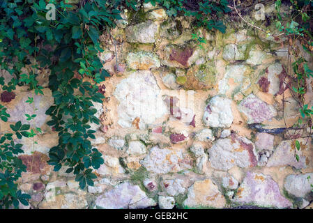 Steinmauer mit Reben bedeckt Stockfoto