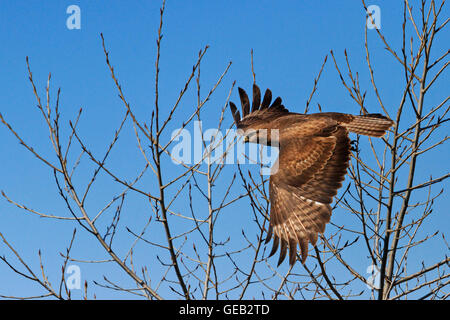 Raubvogel im Flug Stockfoto