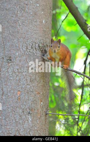Kleine niedliche Eichhörnchen sitzt in einem Baum Stockfoto