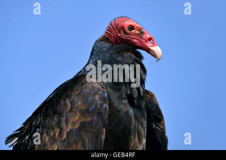 Porträt der Türkei Geier (Cathartes Aura) auf blauen Himmelshintergrund Stockfoto