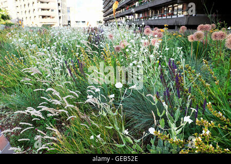 Gartengestalter Nigel Dunnett Sommer Pflanzen Design Buche Gärten am Barbican Wohnsiedlung in der Stadt London EC2Y UK KATHY DEWITT Stockfoto