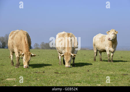 Drei Kühe (Bos) stehend gesehen von vorne im Feld im Departement Mayenne, Pays De La Loire-Region in Frankreich Stockfoto