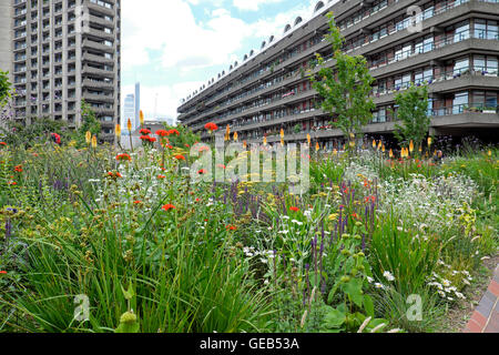 Designer Nigel Dunnett pflanzt im Sommer Blumen, städtischer Beech Garden auf dem Dach und luxuriöse Wohnungen Barbican Estate City of London EC2Y UK KATHY DEWITT Stockfoto