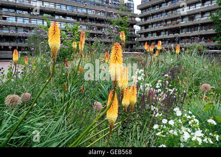 Garten designer Nigel Dunnett garten sommer Pflanzen Design mit Kniphofia in Barbican Estate Buche Gärten in der Stadt London UK KATHY DEWITT Stockfoto