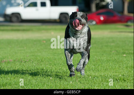 Spielerische Pit Bull Mix voller Laufgeschwindigkeit Stockfoto