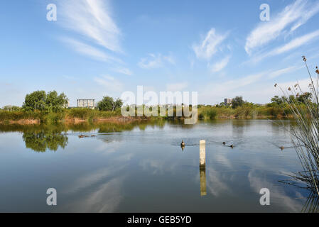 Enten am Teich A an der San Joaquin Marsh Reserve in Irvine, Kalifornien. Stockfoto