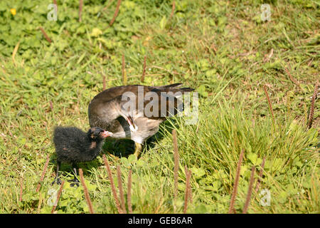 Teichhuhn füttern ihre kleine Stockfoto