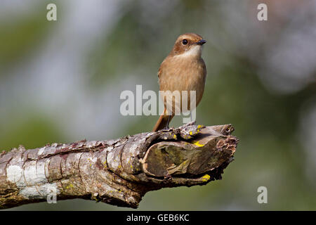 Eine weibliche grau-Bushchat (Saxicola Ferreus) thront auf einem Ast im Wald in Nord-Thailand Stockfoto