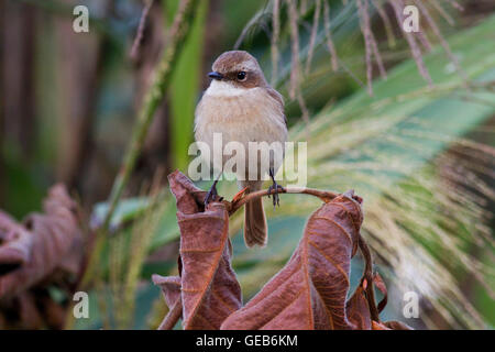 Eine weibliche grau Bushchat (Saxicola Ferreus) thront auf einem Zweig in den Wald im Norden Thailands Stockfoto
