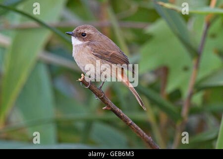 Eine weibliche grau Bushchat (Saxicola Ferreus) thront auf einem Zweig in den Wald im Norden Thailands Stockfoto