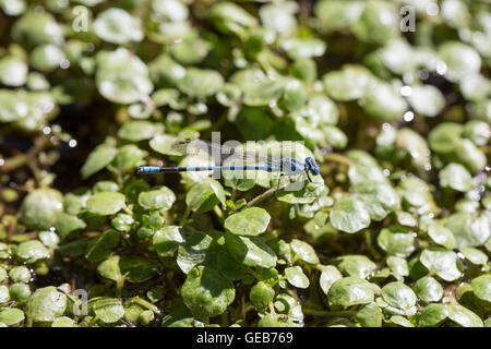 Lebendige Tänzer (banot vivida) Stockfoto