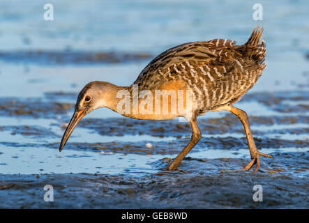 König Rail (Rallus elegans) auf der Suche nach Nahrung am schlammigen Rand der Gezeiten Marsh am frühen Morgen, Galveston, Texas, USA. Stockfoto