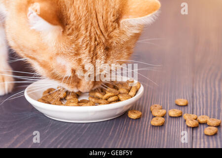 Rote Katze Trockenfutter aus einem Teller, auf dem Boden sitzend zu essen Nahaufnahme Stockfoto
