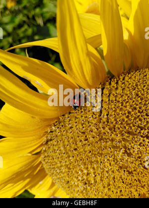 Das Insekt sitzt auf einer gelben Blume Stockfoto