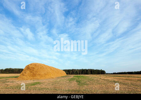 Stapel von Stroh im Feld Stockfoto