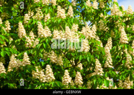im Frühjahr blühenden Kastanienbaum Stockfoto
