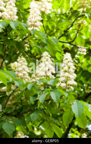 im Frühjahr blühenden Kastanienbaum Stockfoto