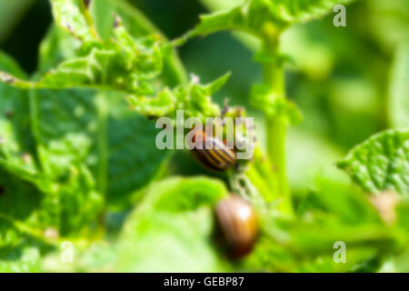 Kartoffelkäfer auf Kartoffeln Stockfoto