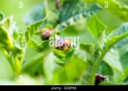 Kartoffelkäfer im Feld Stockfoto