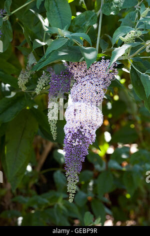 Sommerflieder lässt. Buddlehia Blume. Stockfoto