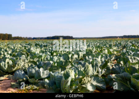 Feld mit Kohl, Sommer Stockfoto