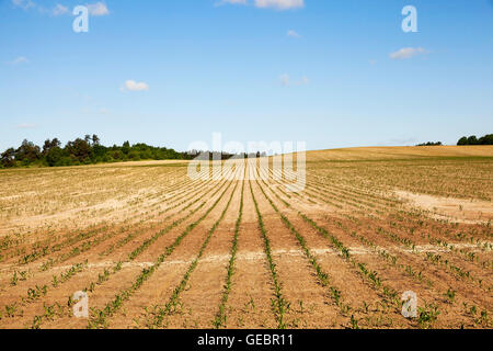 rissige Erde im Feld Stockfoto