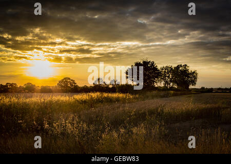 Maisfelder am Abend goldenes Licht bereit für die Ernte auf einer Essex Farm, der Weizen und Gerste im warmen Sonnenuntergang Sonnenlicht Stockfoto