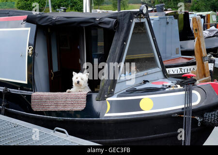 kleiner Hund peering aus einem Lastkahn in Whilton Marina in der Nähe von Daventry England uk Stockfoto
