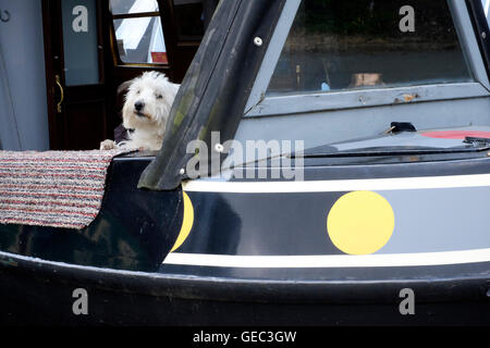 kleiner Hund peering aus einem Lastkahn in Whilton Marina in der Nähe von Daventry England uk Stockfoto