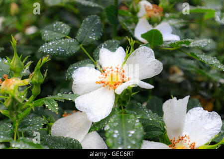 Blühende Blume nach Regen, Nahaufnahme, selektiven Fokus Stockfoto