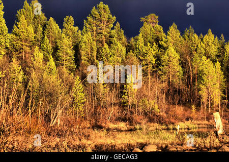 Atem, bevor Sie den Sprung zu wagen. Wald im Hinblick auf roten Sonnenuntergang im Hintergrund der drohenden Gewitter. Baum dunkel schwarzen Himmel, gelb Stockfoto