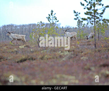 Nördlichen Rentiere (Europäische Rentier, Rangifer Tarandus) und Sumpfohreule (Assia Flammeus) Stockfoto