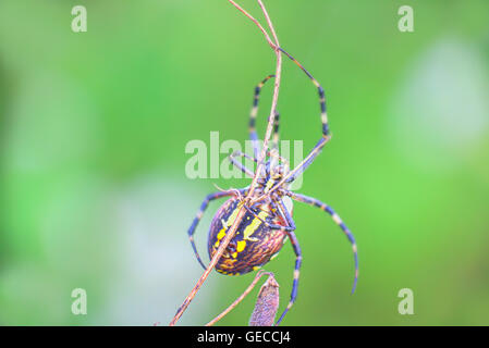 Gefährliche Tiere. Wunderschöne gestreifte (Argiope Bruennichi) Spinne kriecht auf Grashalm. Stockfoto