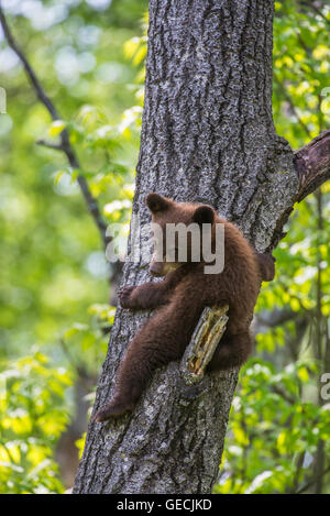 Black Bear Cub, Kletterbaum, Zimt, Urus americanus, Nordamerika Stockfoto