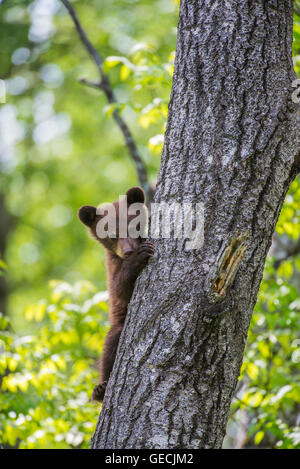 Black Bear Cub, Kletterbaum, Zimt, Urus americanus, Nordamerika Stockfoto