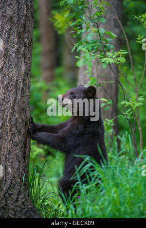 Schwarzer Bär Jährling Urus Americanus, krallte sich Baumstamm, Nordamerika Stockfoto