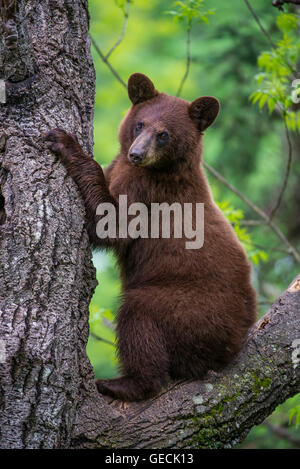 Schwarzer Bär Jährling, Zimt Phase, Urus Americanus sitzt im Baum Nordamerika Stockfoto