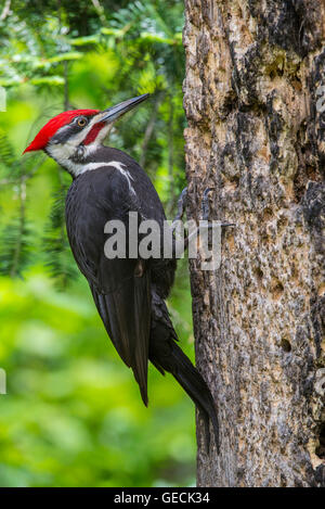 Helmspecht Dryocopus Pileatus auf Baumstamm, im Osten der USA nach Nahrung picken Stockfoto