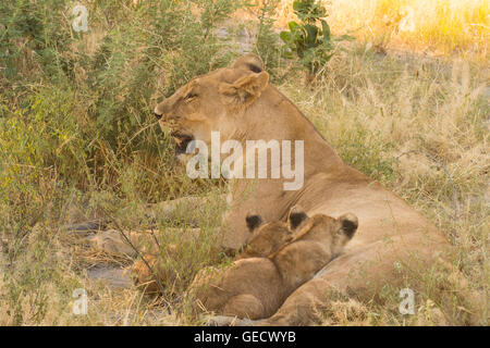Löwinnen und Jungen spielen und Fütterung Stockfoto