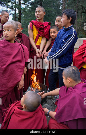 Junge Mönche in Namgyal Kloster in Tsuglagkhang complex. McLeod Ganj, Dharamsala Himachal Pradesh Zustand, Indien, Asien Stockfoto