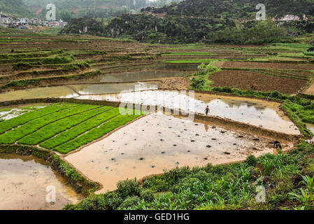 Nicht erkennbare vietnamesischen Bauern, die auf den Reisfeldern in Dong Van, Ha Giang, Vietnam Stockfoto